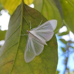 Palpita