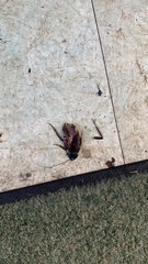 Periplaneta fuliginosa