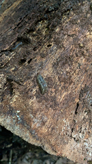 Philomycus carolinianus
