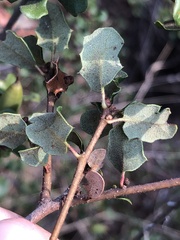 Quercus dumosa