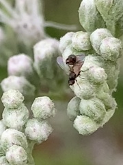 Milichiidae