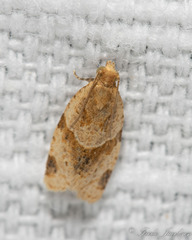 Clepsis peritana