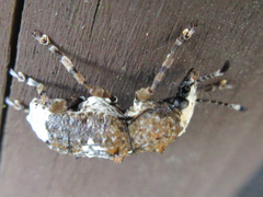 Platystomos sellatus
