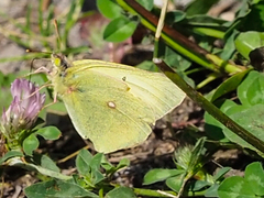 Colias christina