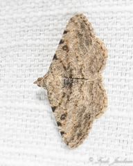 Digrammia gnophosaria