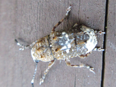 Platystomos sellatus