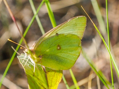 Colias christina