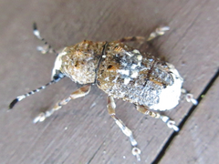 Platystomos sellatus