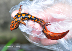 Paramesotriton hongkongensis