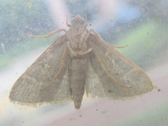 Hypsopygia glaucinalis