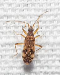 Ozophora picturata