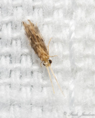 Hydroptilidae