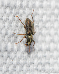 Stenelmis