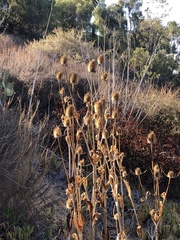 Dipsacus sativus