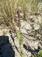 Cenchrus tribuloides