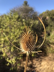 Dipsacus sativus