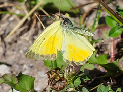 Colias christina