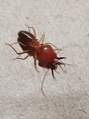 Syntermes molestus