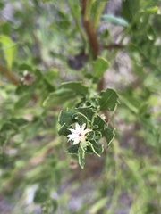 Baccharis pilularis
