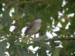 Mecocerculus leucophrys