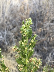 Baccharis pilularis