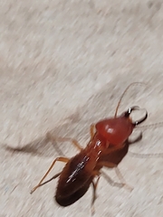 Syntermes molestus