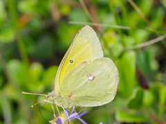 Colias christina