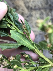 Baccharis pilularis
