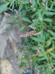 Persicaria