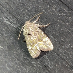 Lacinipolia olivacea