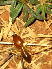 Syntermes molestus
