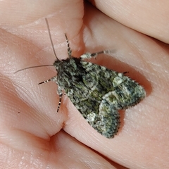 Lacinipolia olivacea