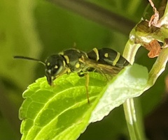 Parancistrocerus