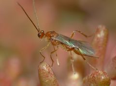 Meteorus pulchricornis