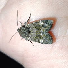 Lacinipolia olivacea