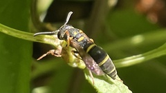 Parancistrocerus