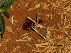 Syntermes molestus