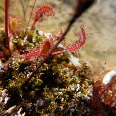 Drosera anglica
