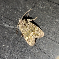 Lacinipolia olivacea