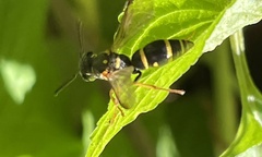 Parancistrocerus