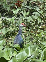 Porphyrio poliocephalus