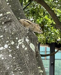 Funambulus palmarum