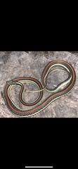 Thamnophis proximus rubrilineatus