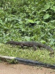 Varanus salvator salvator