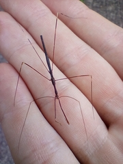 Emesaya brevipennis