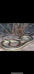 Thamnophis proximus rubrilineatus