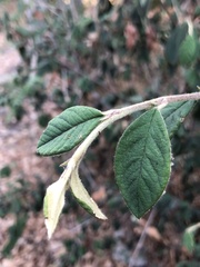 Cotoneaster coriaceus