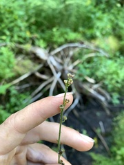 Pectiantia pentandra