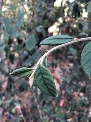 Cotoneaster coriaceus