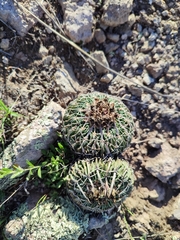 Echinofossulocactus phyllacanthus